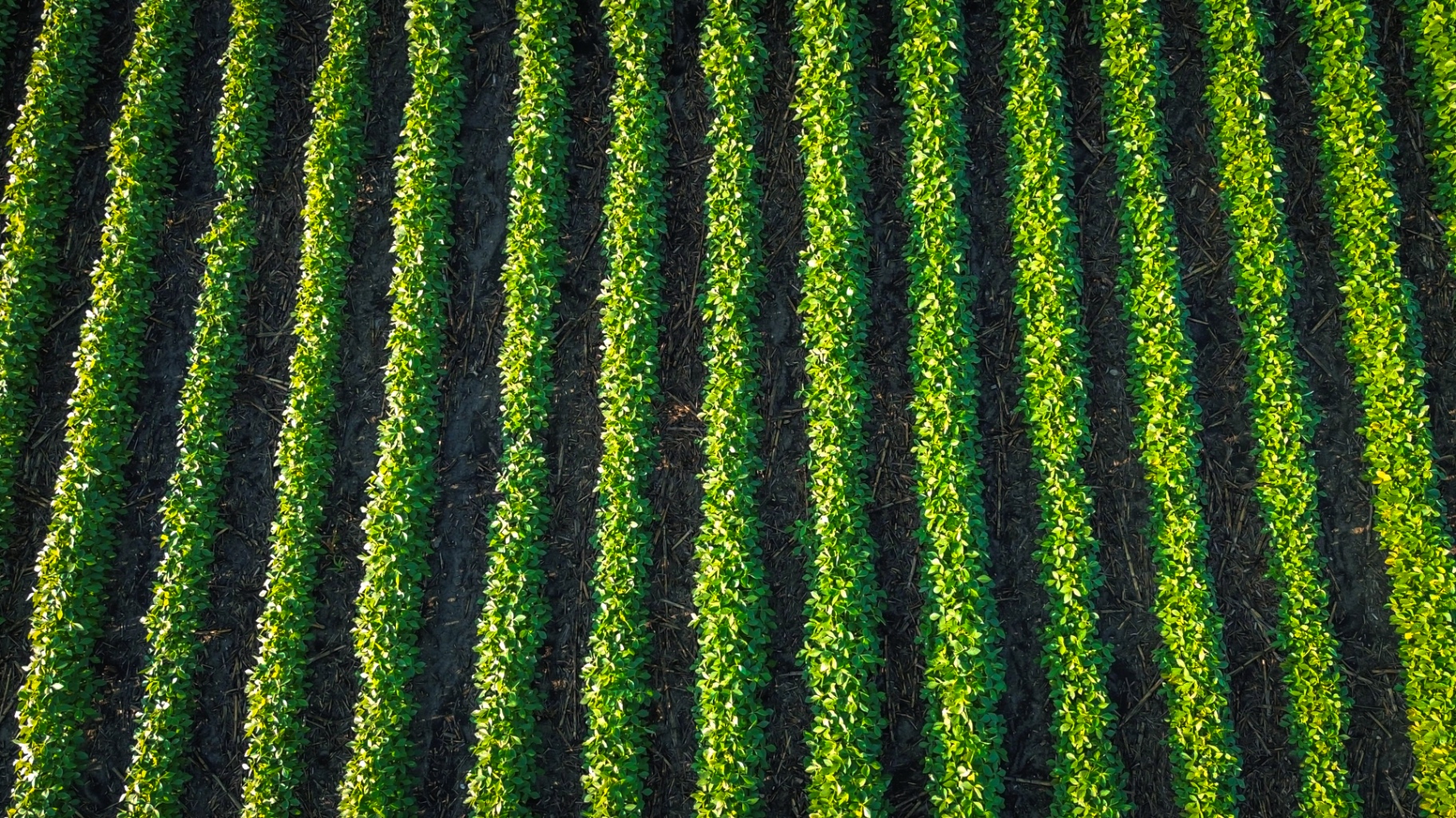 Verdant Lines